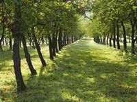 pic for 480x360 Orchard Burrow Hill Cider Farm England